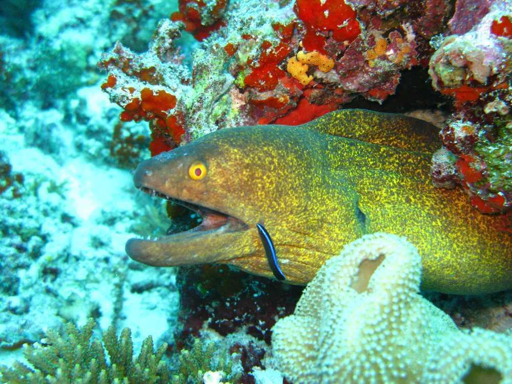 Elite Beach Inn Hulhumalé Buitenkant foto